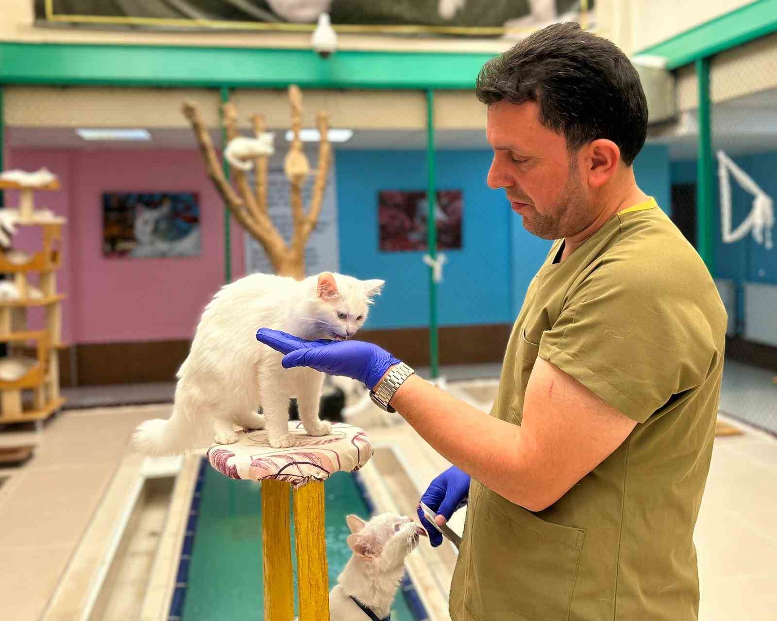 30 yıllık emek: Van kedilerine bir ömür adadı