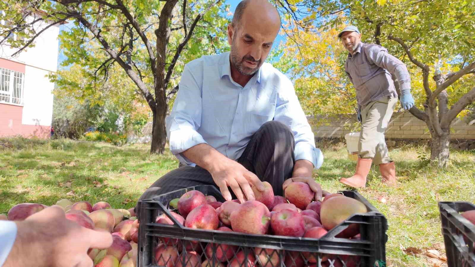 Van’da kışlık elma hasadı