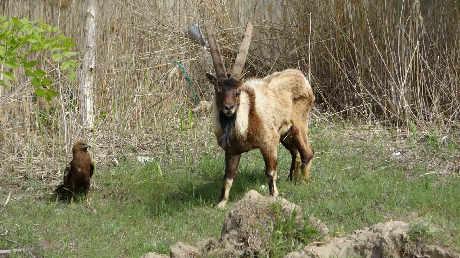 Yaban hayatın sessiz kahramanı: 9 ayda 500’e yakın hayvana müdahale etti
