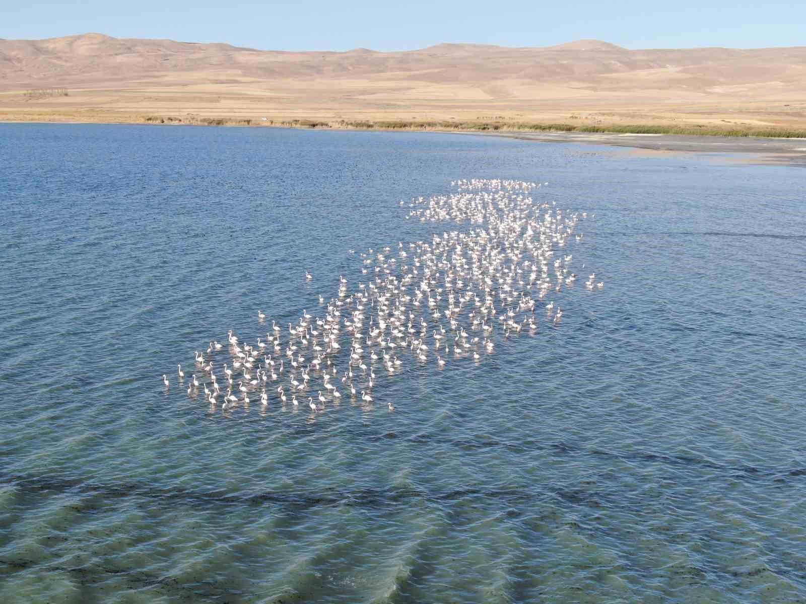 Flamingolar Van Gölü havzasını  renklendiriyor
