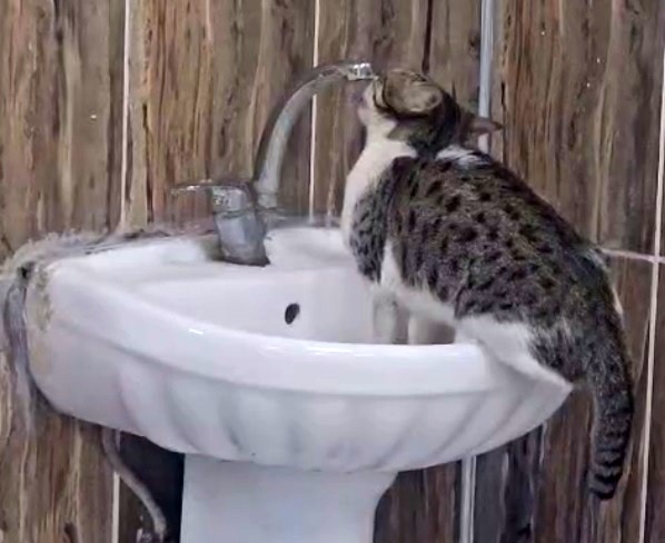 Hastanenin acil servisinde lavaboya çıkan kedi musluğu açıp su içti