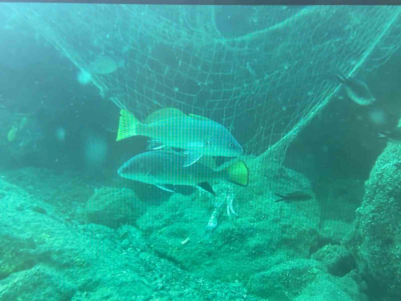 Her Yıl Binlerce Deniz Canlısı Hayalet Ağların Kurbanı Oluyor