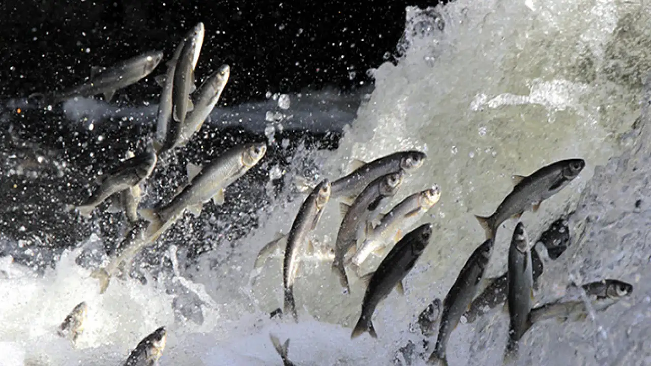 Van’ın İnci Kefali Artık Dünya Sofralarında: Bu Değere Sahip Çıkalım!