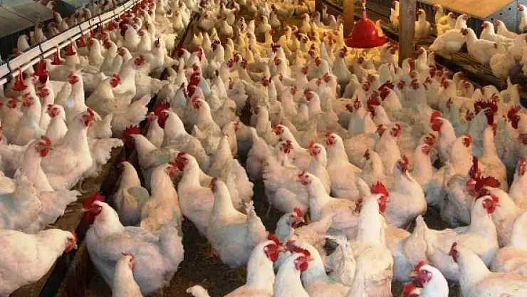 Japonya’da H5 Kuş Gribi Alarmı: 460 Bin Tavuk İtlaf Edilecek