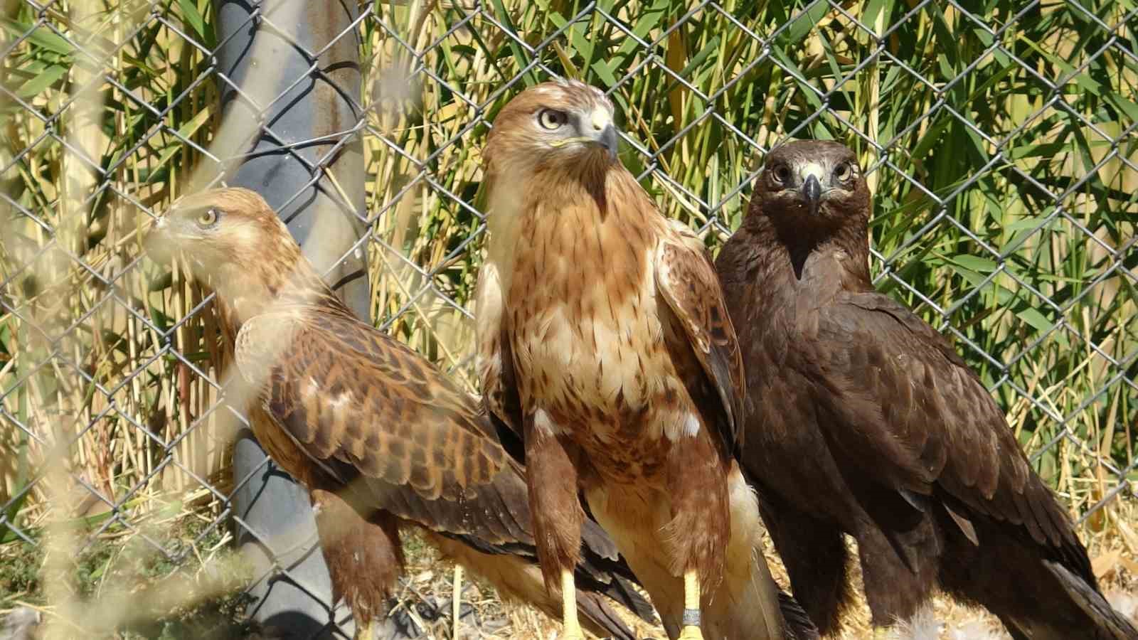 Van’da Yırtıcı Kuşların Tedavisi Tamamlandı