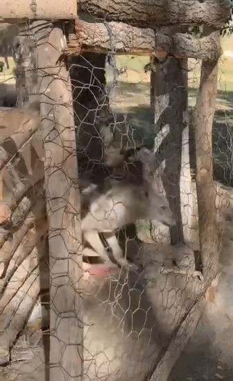 Van’da Doğa Koruma Operasyonu: Kafesteki Kurt Özgürlüğüne Kavuştu