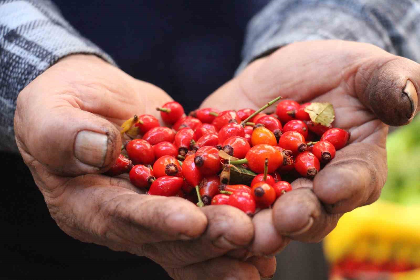 Kuşburnuna rağbet arttı