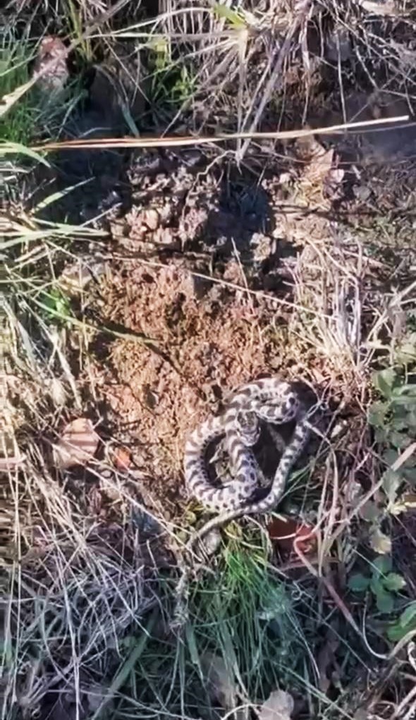 Mantar ararken dünyanın en zehirli yılanlarından biriyle karşılaştı