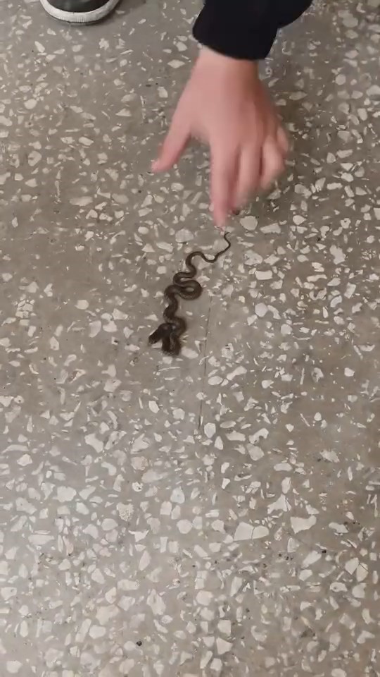 Okulda görülen yılan paniğe neden oldu