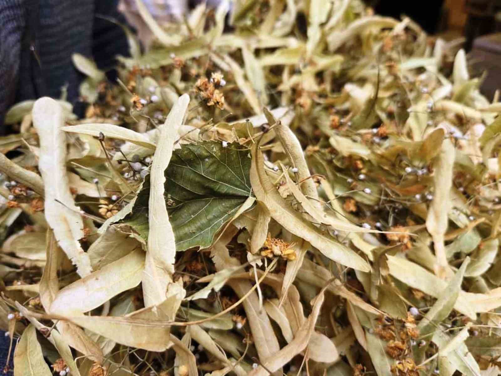 Şifa deposu ıhlamura yoğun ilgi