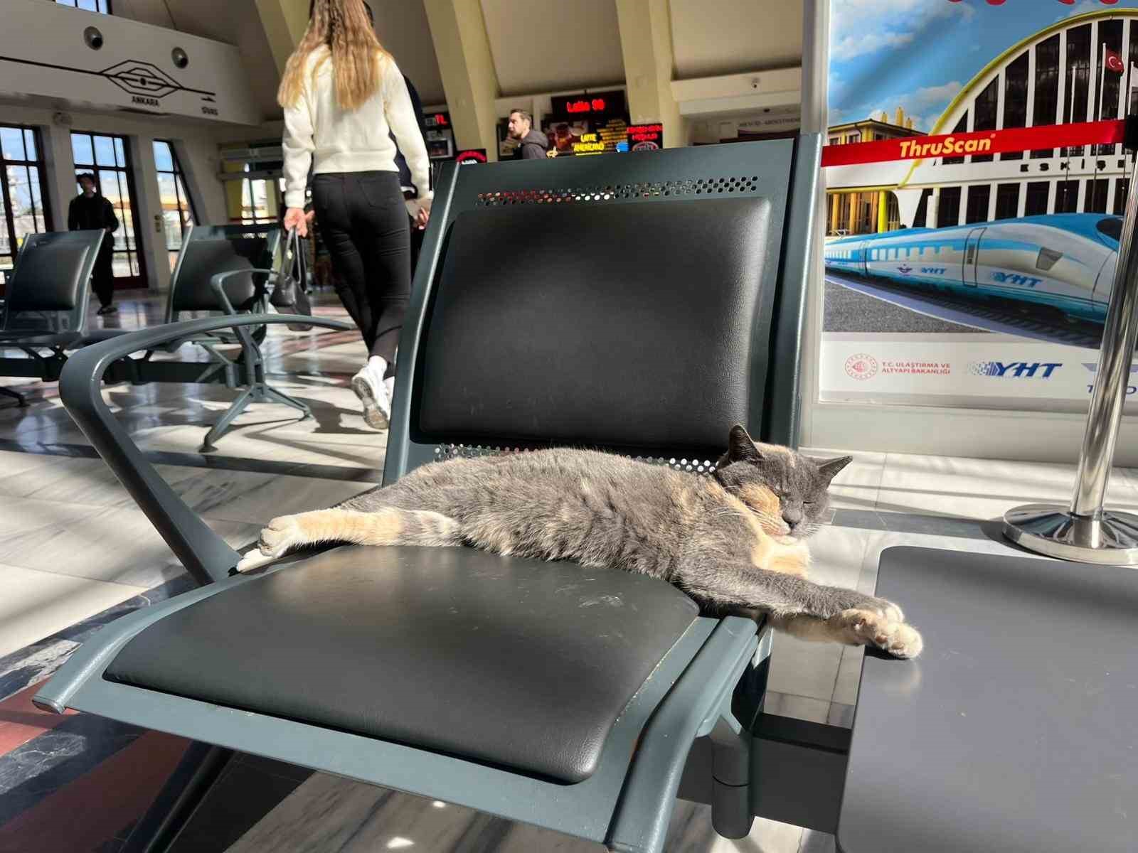 Soğuk Havadan Kaçan Kedi, Yolcuların Kalbini Isıttı