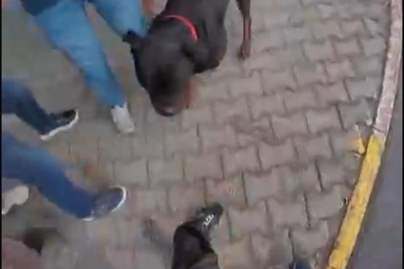 Ağızlıksız köpek dehşet saçtı