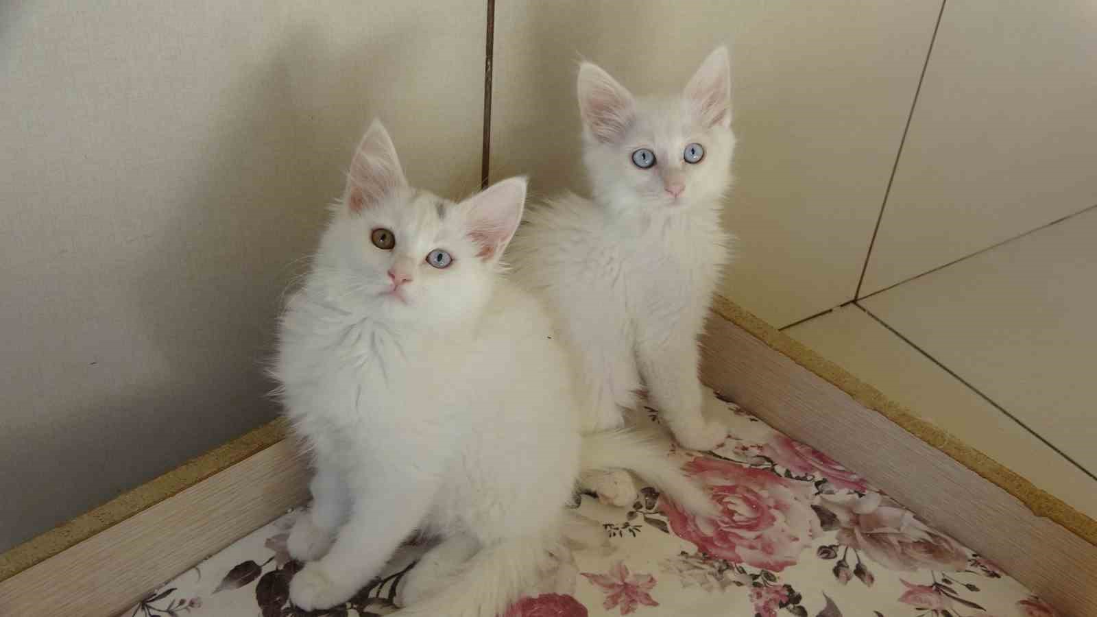 Van Kedileri İçin Tehlike Sona Erdi: “Kırmızı Alarm” Kaldırıldı