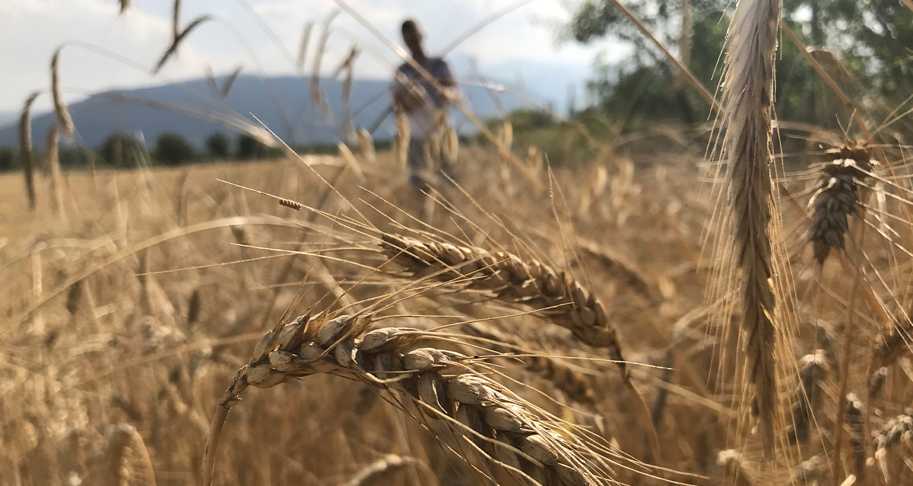 Hububatta Tüm Zamanların Rekoru Bekleniyor: 3 Milyar Ton Barajı Aşılıyor