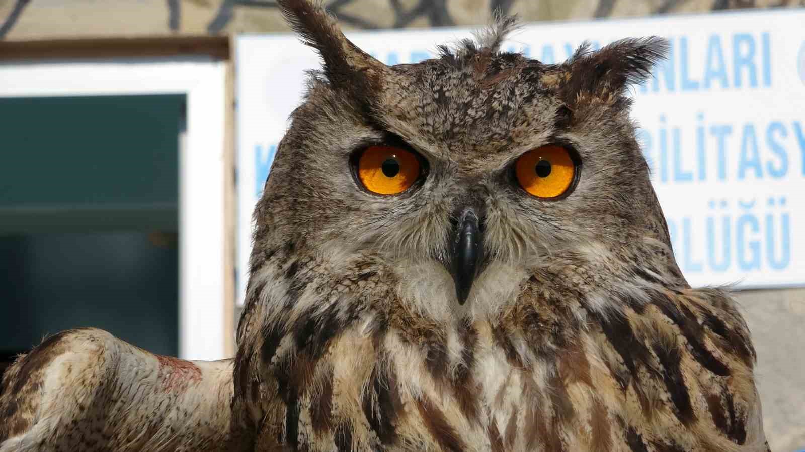 Van’da 9 ayda 500’e yakın yaban hayvana müdahale edildi