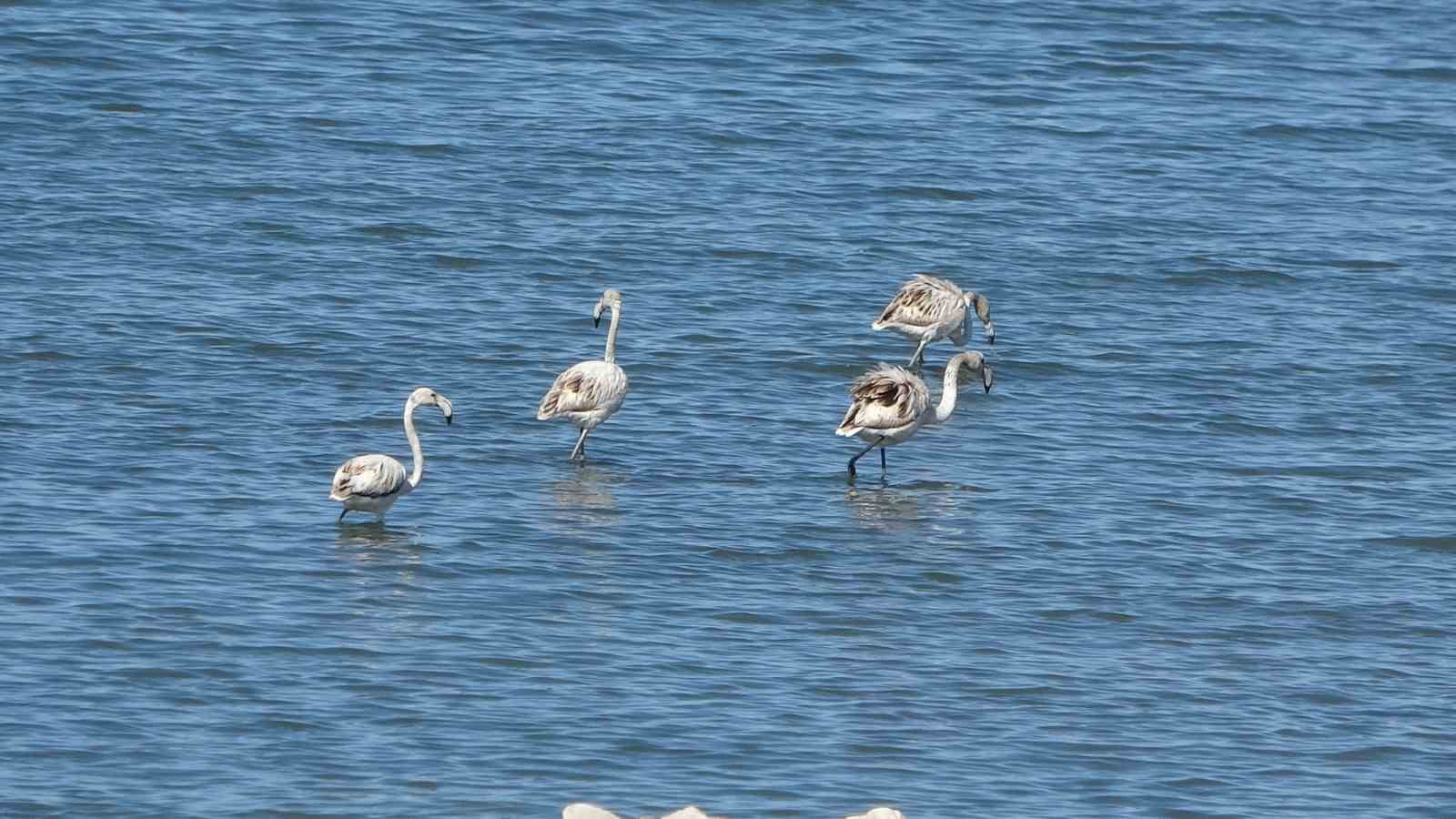 Van’da flamingoların yeni gözdesi: İskele sahili