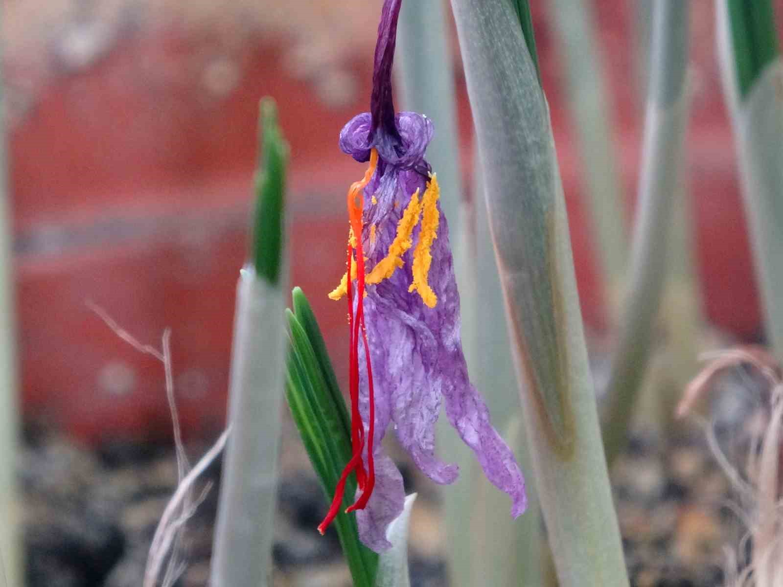 “VANF Herbaryumu’nda safran türleri koruma altına alındı”