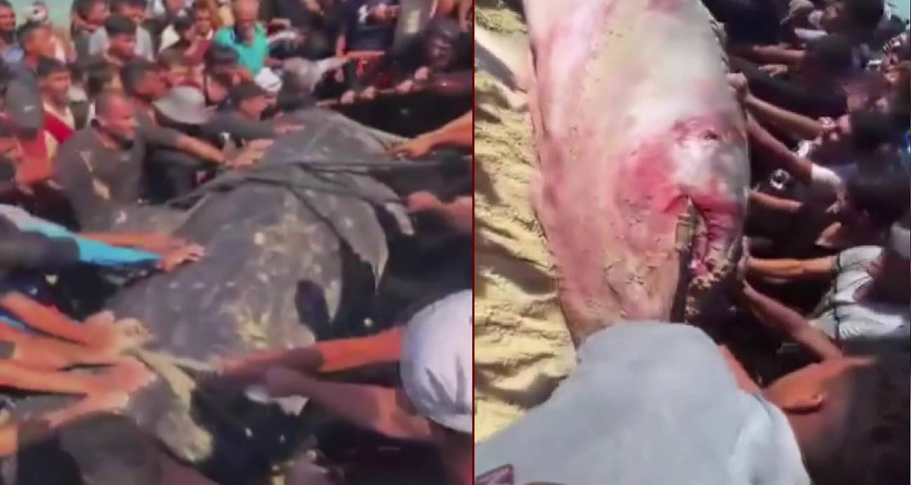 Gazze’de yaklaşık 10 metre uzunluğundaki dev balık karaya vurdu