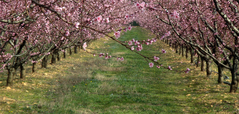 Tarım sigortası bulunmayan çiftçilere 707 milyon lira destek ödemesi yapıldı
