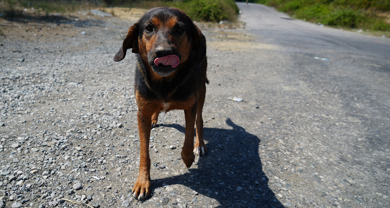 Valilikten sokak köpekleri uyarısı: Kontrolsüz besleme artık yasak
