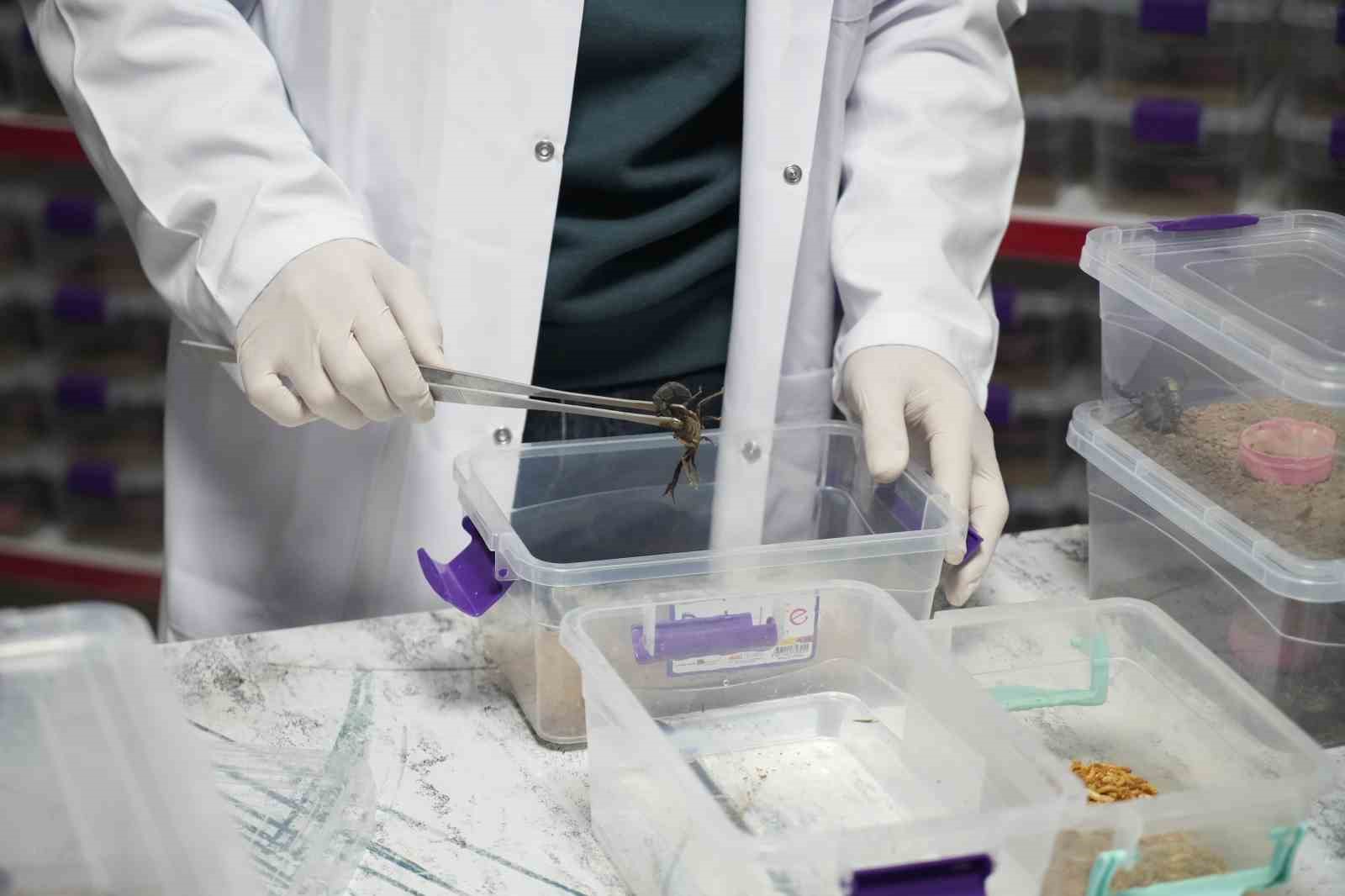 Niğde’den dünyaya ’akrep zehri’ ihracatı