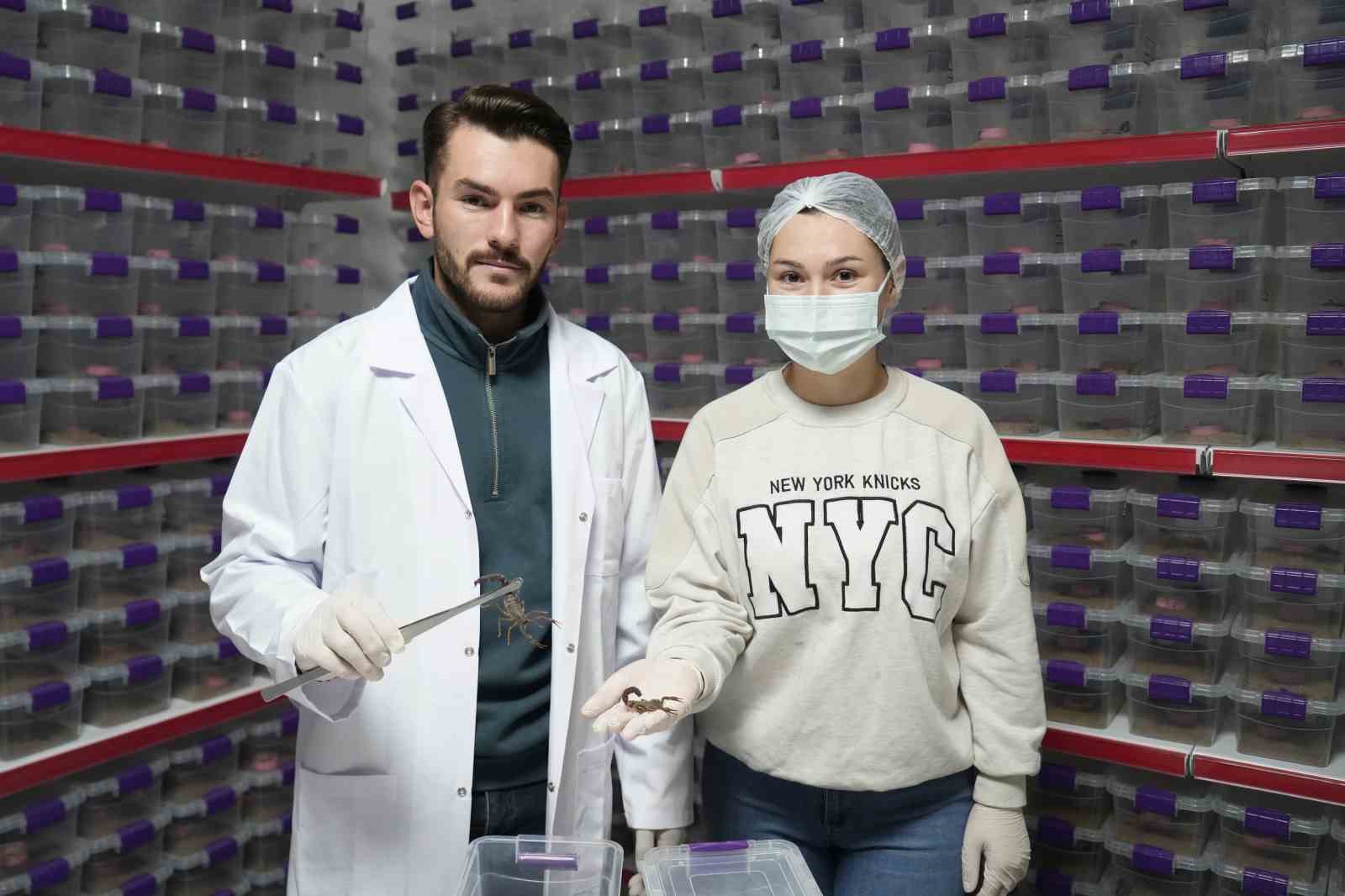 Niğde’den dünyaya ’akrep zehri’ ihracatı