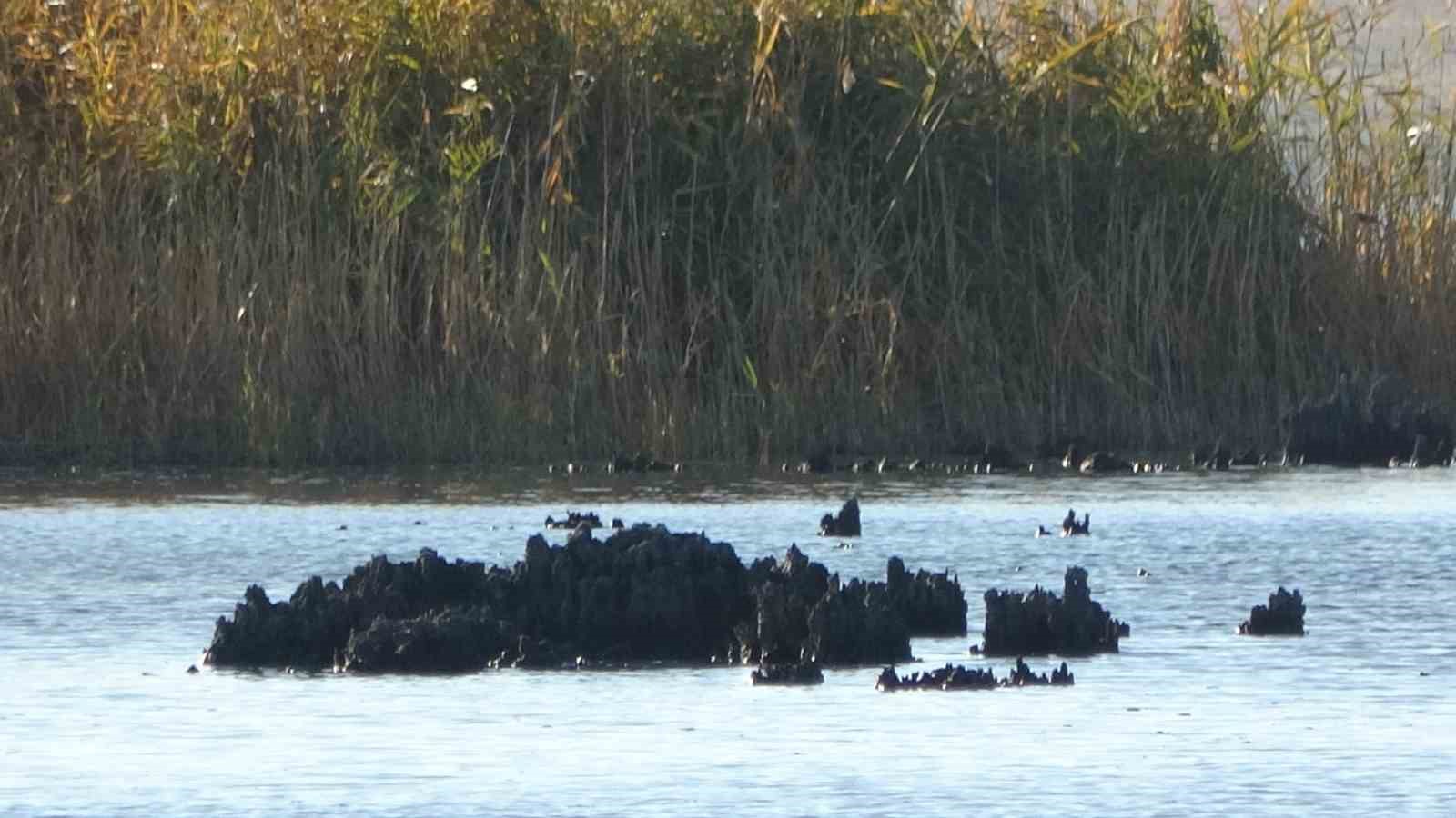 Van’ın Erçek Gölü’nde su çekilince mikrobiyalitler ortaya çıktı