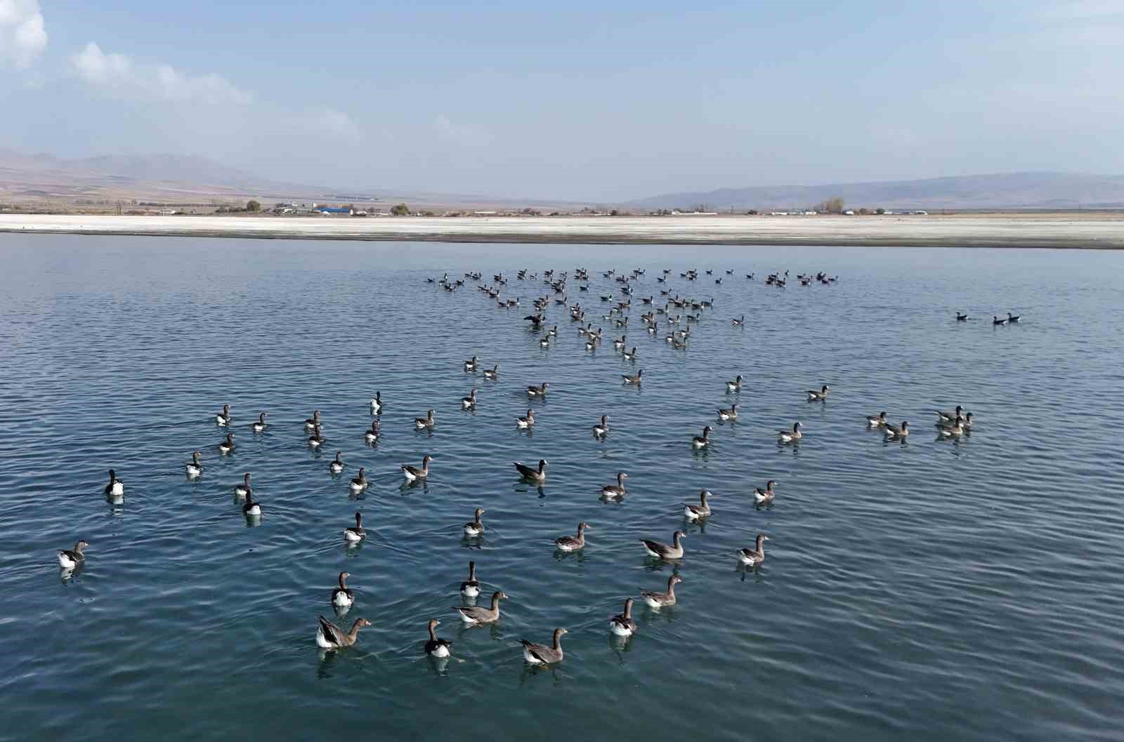 Erçek Gölü’nün yeni misafirleri küçük sakarcalar havadan görüntülendi