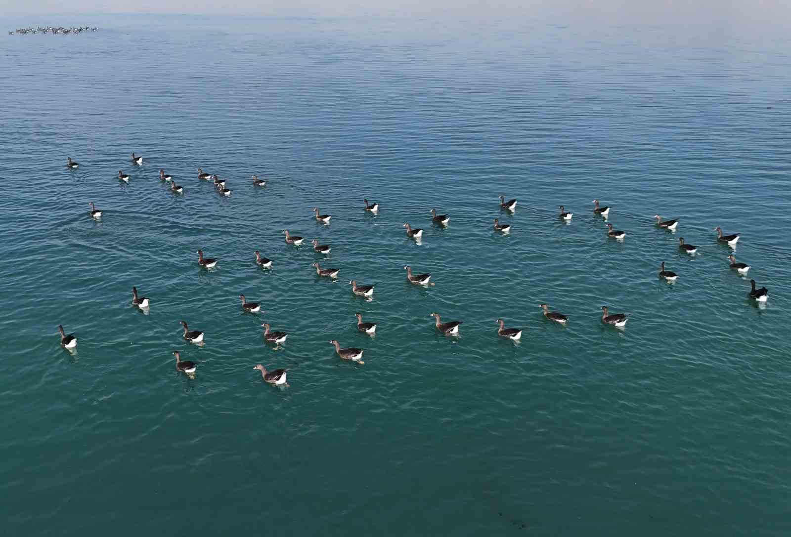 Erçek Gölü’nün yeni misafirleri küçük sakarcalar havadan görüntülendi