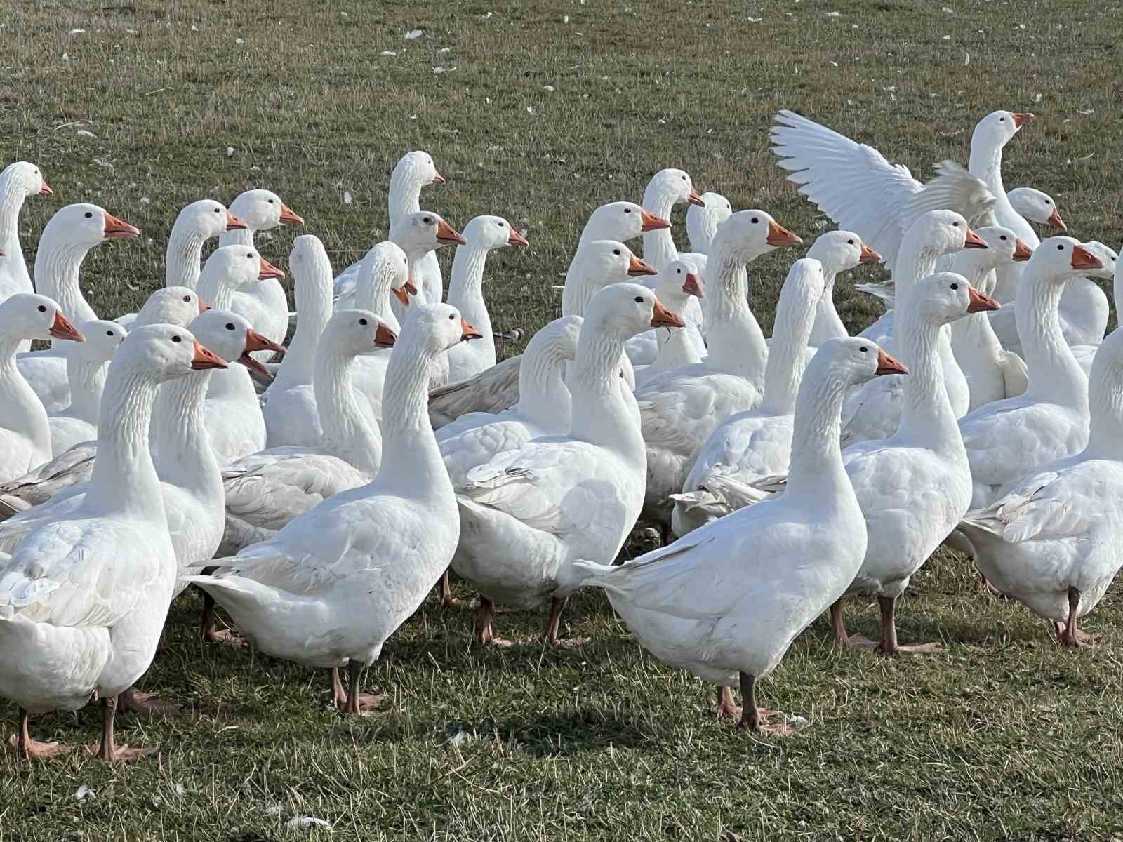 Kar yiyen kazlar’ kesime hazır