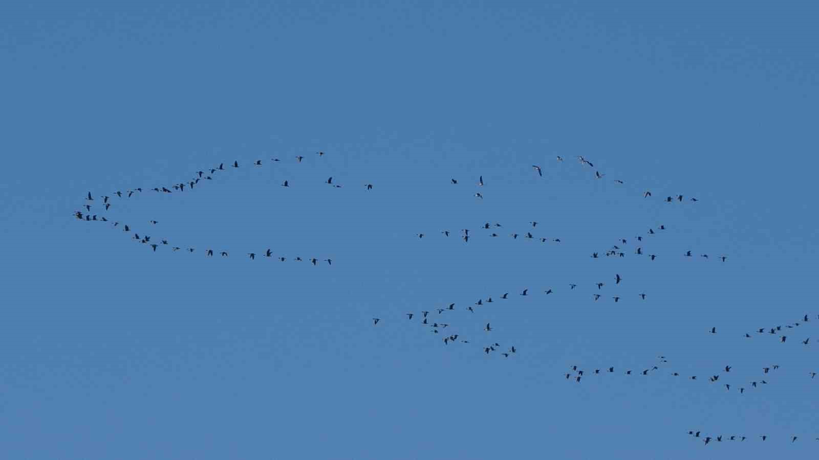 Van’da göçmen kuşların durağı: Erçek Gölü