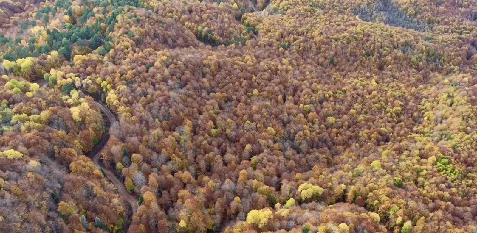 Bolu, sonbahar renklerine büründü