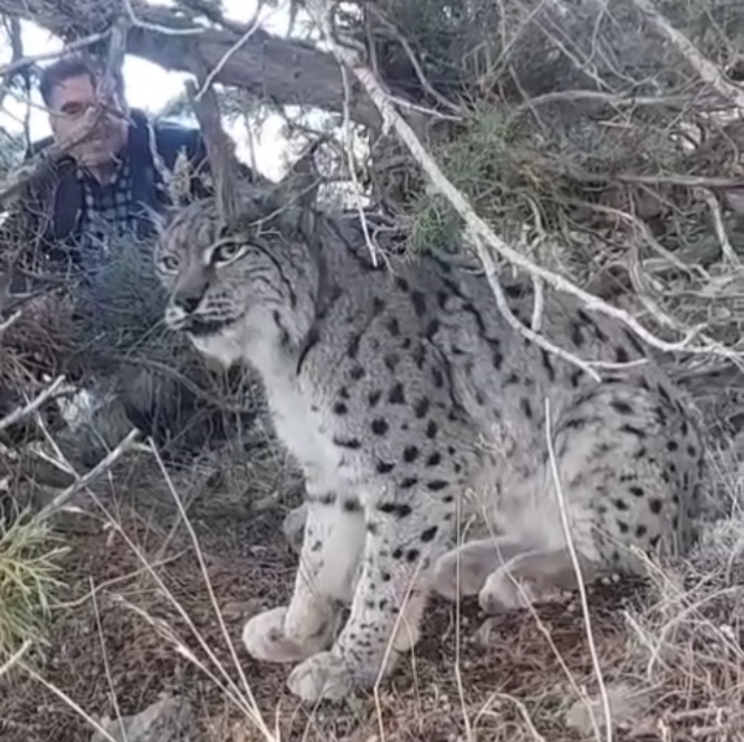 Van’ın Gevaş ilçesinde vaşak görüntülendi