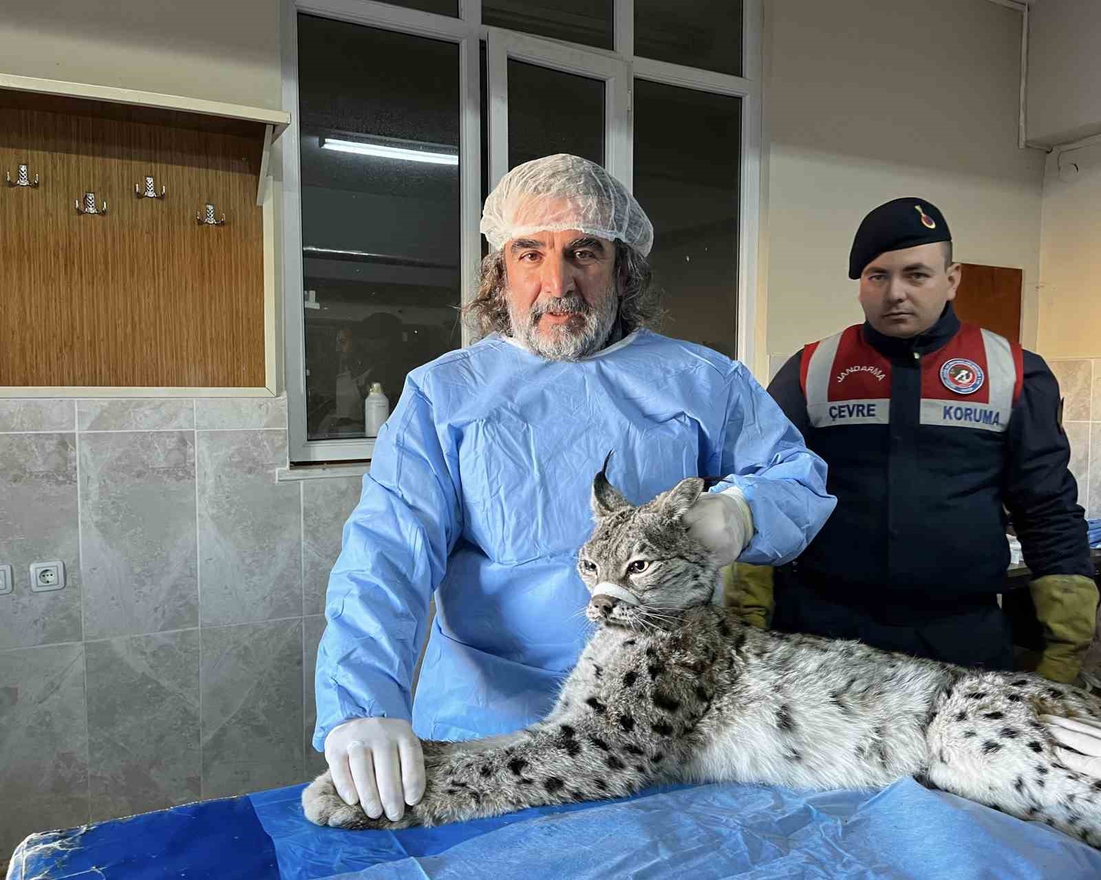 Van’da bitkin halde bulunan vaşak tedavi altına alındı