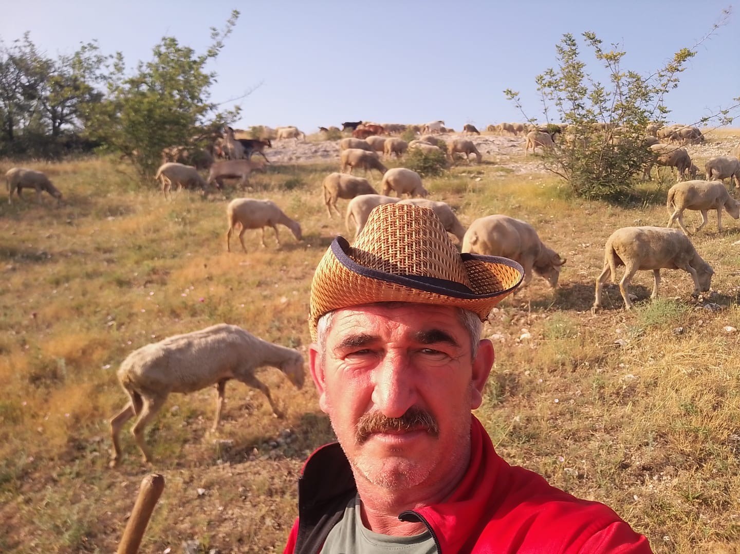 Aylık 50 bin liraya çoban bulamıyorlar