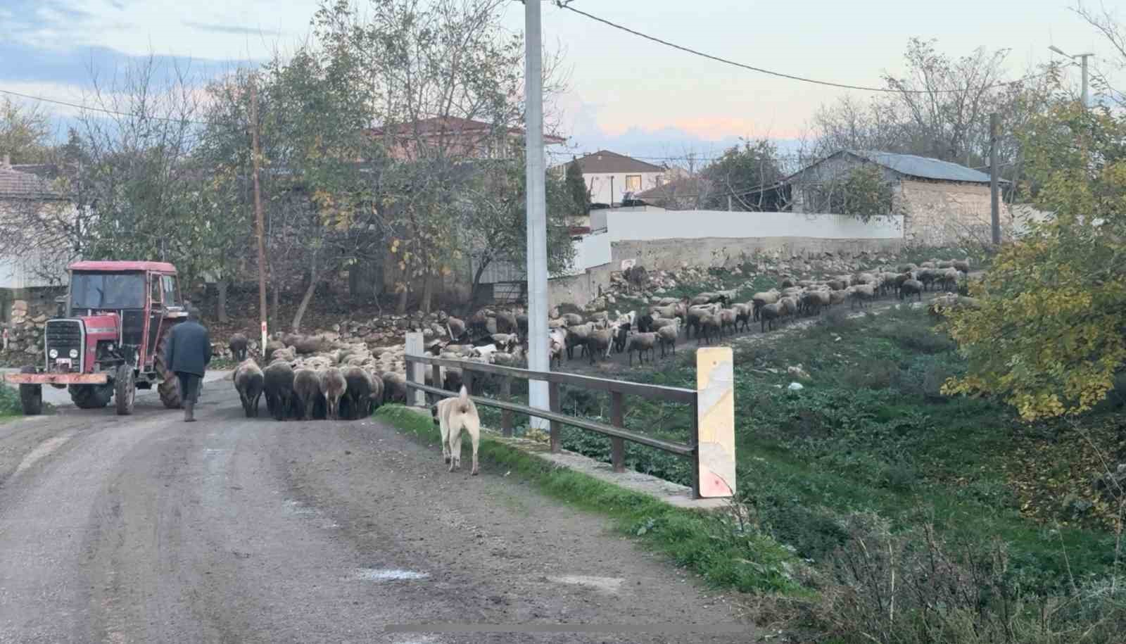 Aylık 50 bin liraya çoban bulamıyorlar