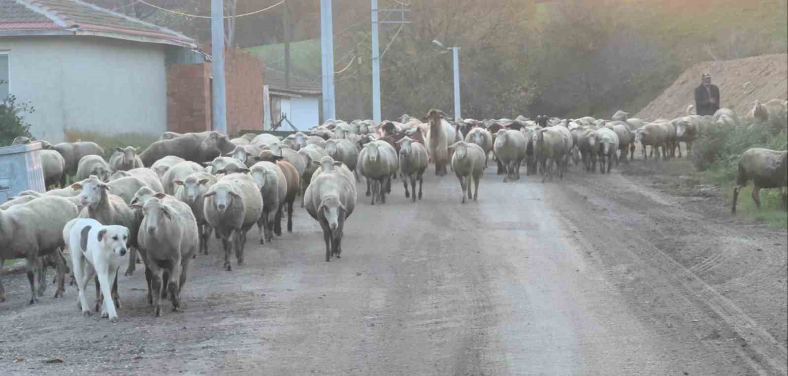 Aylık 50 bin liraya çoban bulamıyorlar
