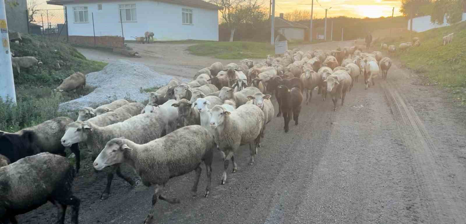 Aylık 50 bin liraya çoban bulamıyorlar