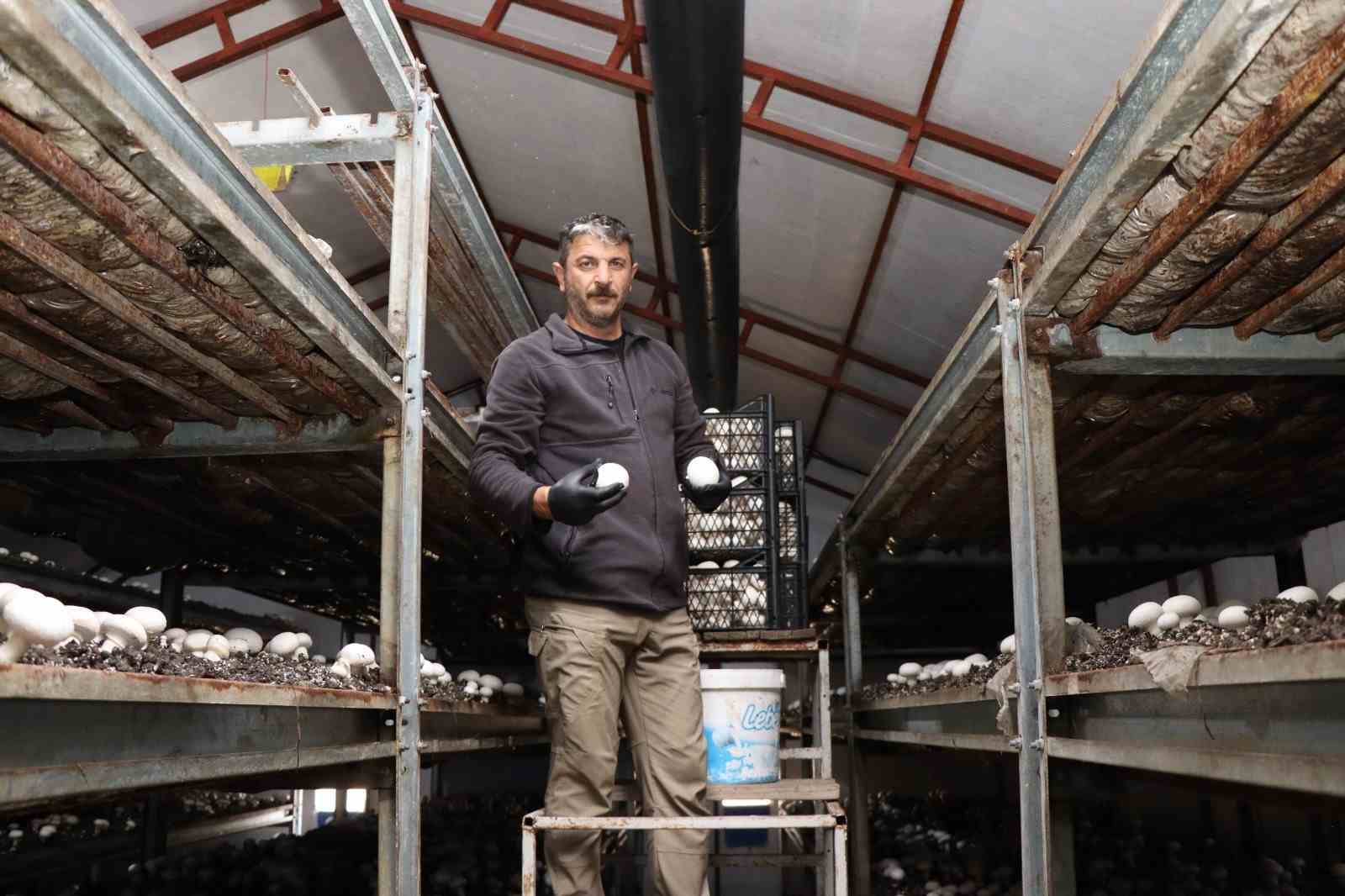 Yılın son mantar hasadı başladı