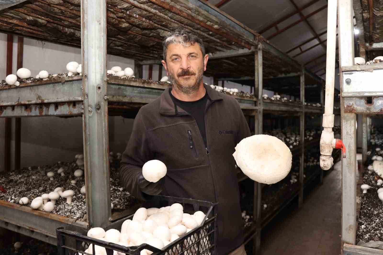 Yılın son mantar hasadı başladı