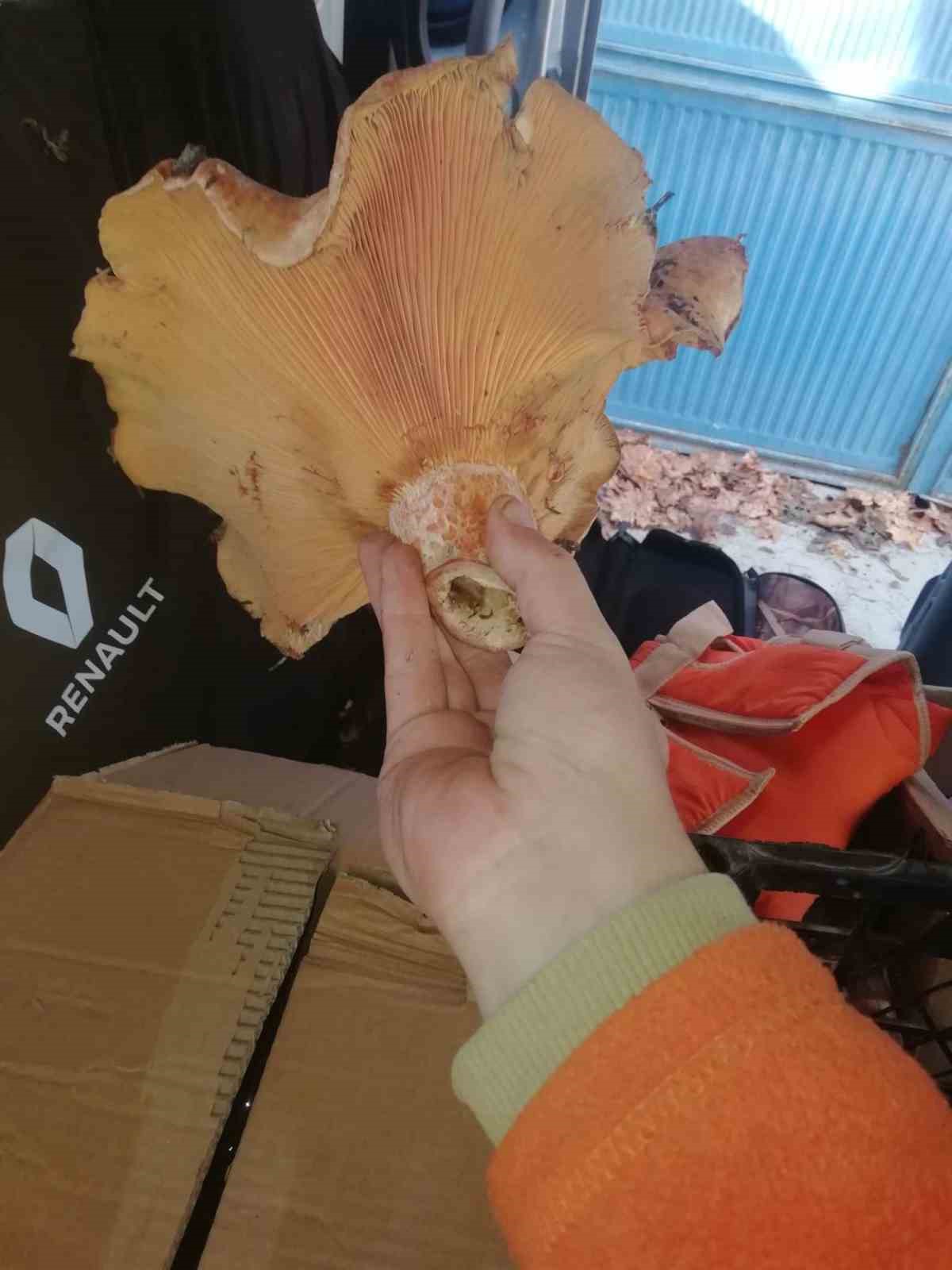 Kütahya’da bulunan dev mantar şaşırttı