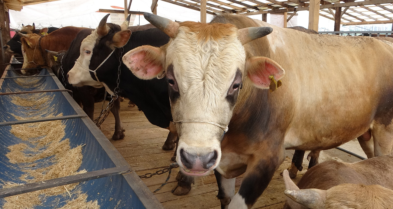 “Deli dana” endişesi yeniden gündemde: Uzmanlardan uyarı!