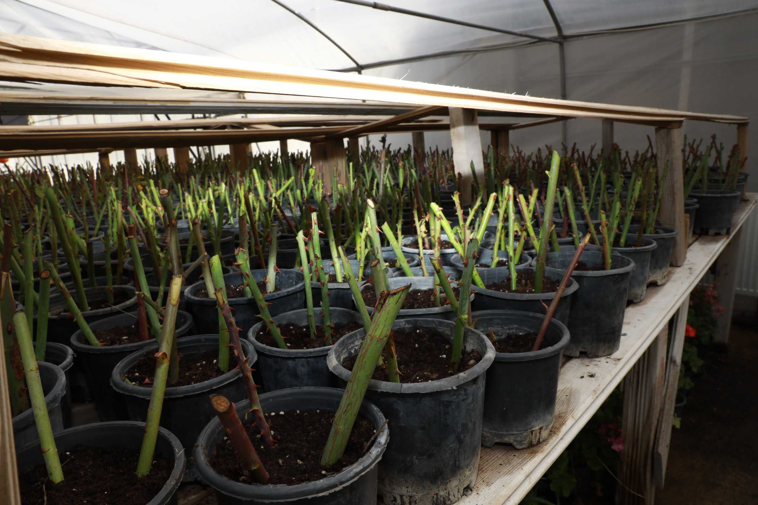 Van’da fideler dikilmeye başlandı