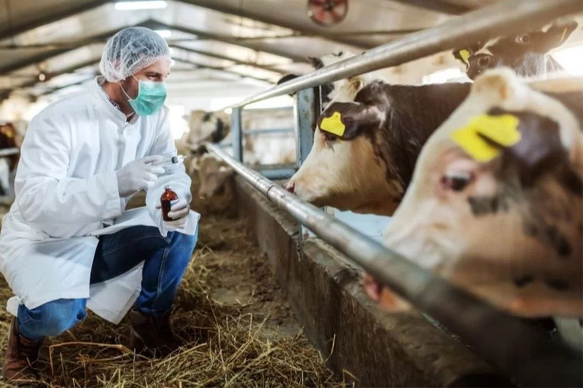 Tarım ve Orman Bakanlığından “Şap” açıklaması