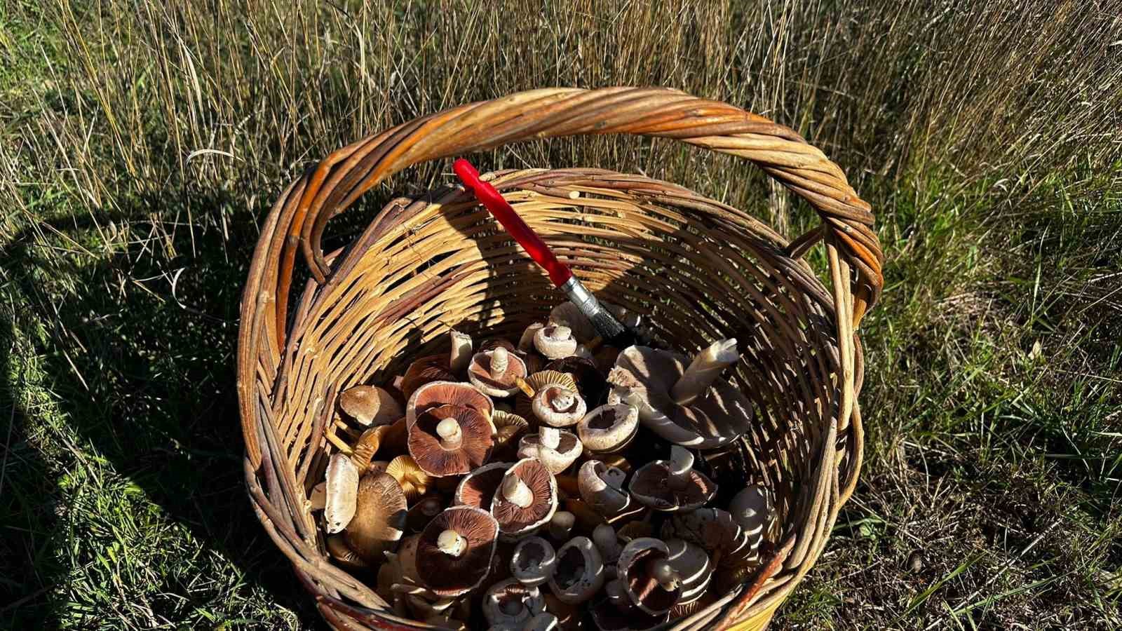 Yağışlar sonrası ormanlarda mantar patlaması yaşandı