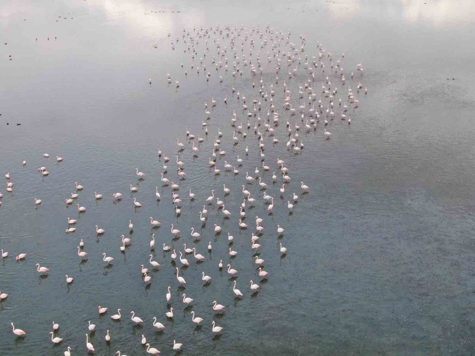 Urmiye Gölü kuruyunca flamingolar Van’a akın etti