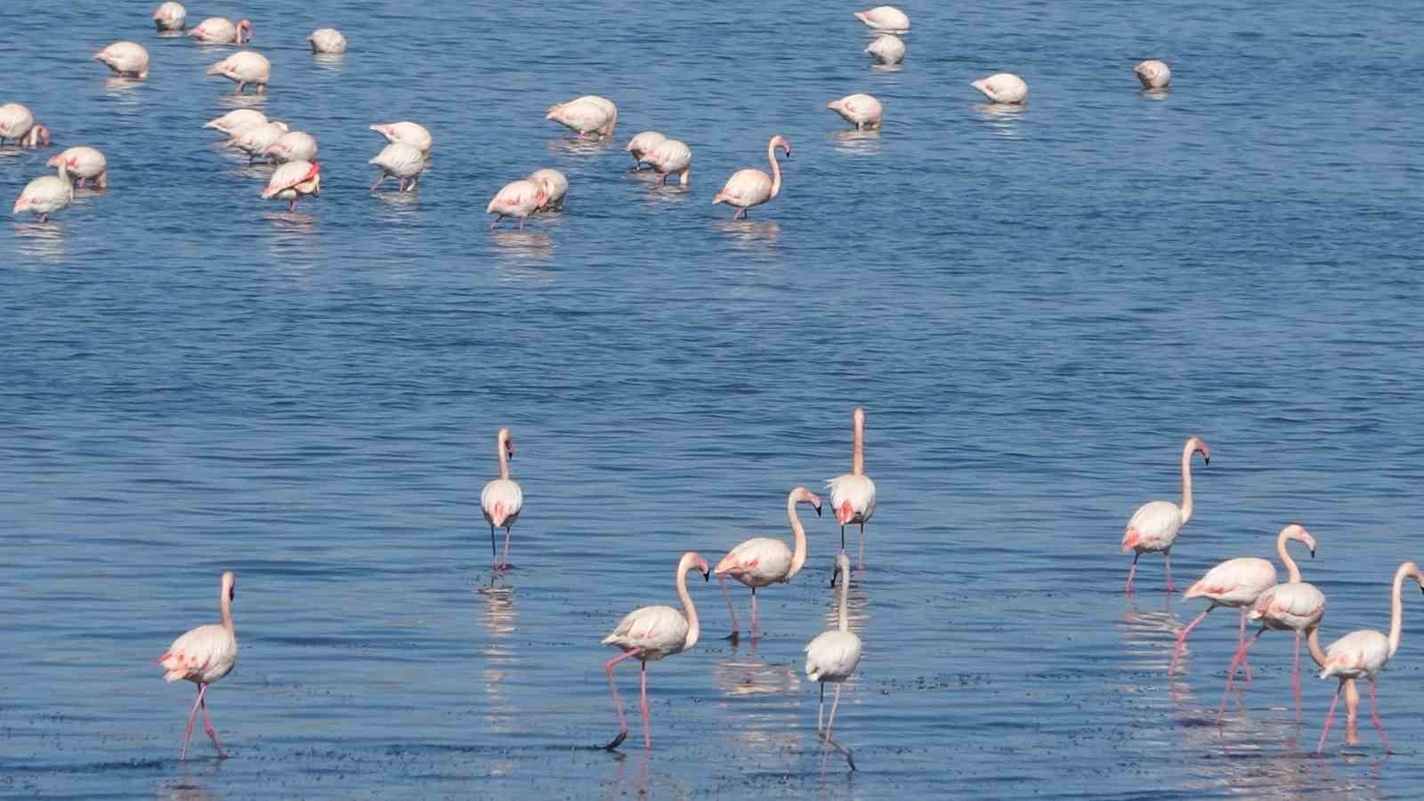 Urmiye Gölü kuruyunca flamingolar Van’a akın etti
