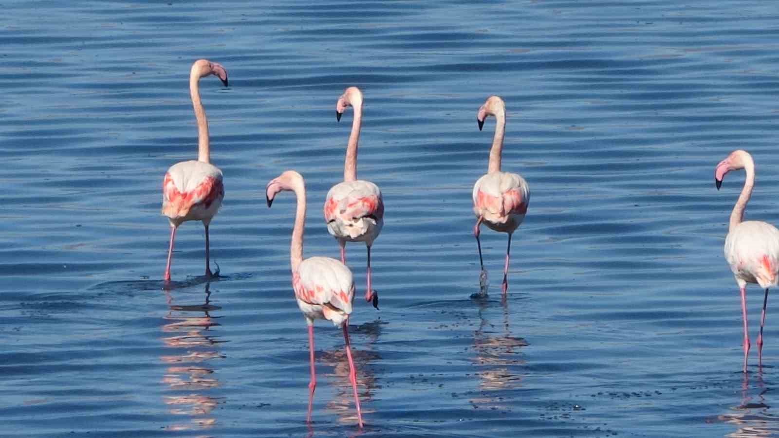 Urmiye Gölü kuruyunca flamingolar Van’a akın etti