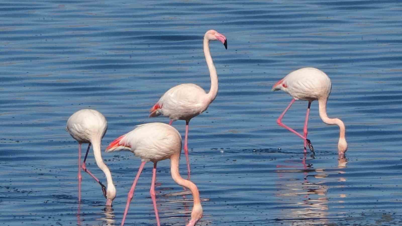 Urmiye Gölü kuruyunca flamingolar Van’a akın etti