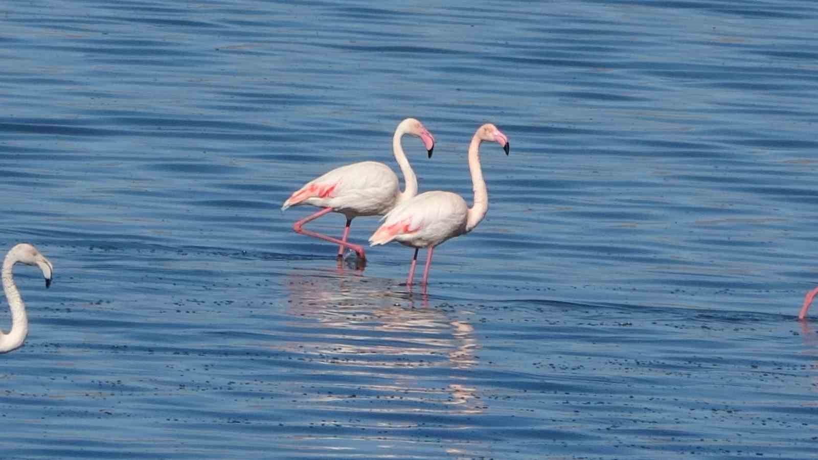 Urmiye Gölü kuruyunca flamingolar Van’a akın etti